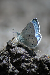 tiny silvery blue buttterfly in mud near Trout Lake in Yellowstone National Park