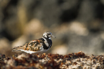 Turnstones among the seaweed and sand on a beach in Fuerteventura