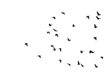 Flocks of flying pigeons isolated on white background. Save with clipping path.