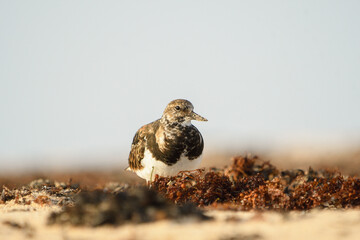 Turnstones among the seaweed and sand on a beach in Fuerteventura