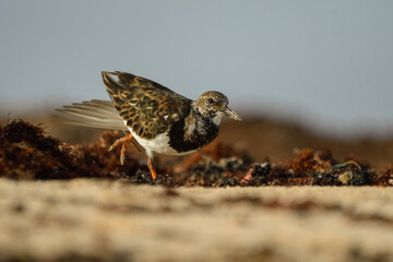 Turnstones among the seaweed and sand on a beach in Fuerteventura