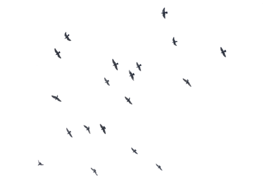 Flocks of flying pigeons isolated on white background. Save with clipping path.