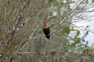 The Cormorant - Florida