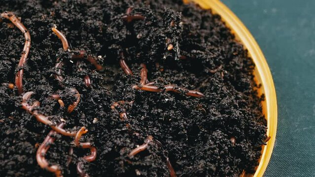 Close up Crawling Red Earthworms in Black Soil Isolated on Black Background. Slow motion. A group of wriggling earthworms in wet compost on a plate. Fishing worms. Red worms. Loosening fertile soil.