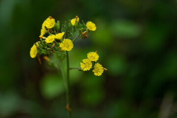Yellow Wild Flowers Along A Hiking Trail In Southeast Louisiana. 