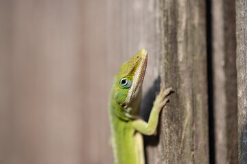 Close-up Picture Of A Green Anole Lizard. Louisiana 2023.