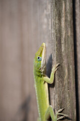 Green Anole Lizard On A Fence In Southeast Louisiana. 