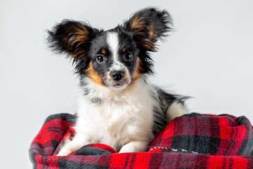 Portrait of cute puppy of papillon dog wrapped in warm blanket lying down on white background