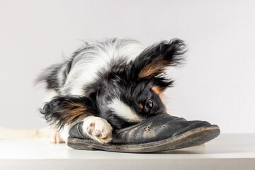 Little puppy of papillon dog chewing old slipper on white background