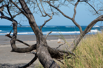 tree on the beach
