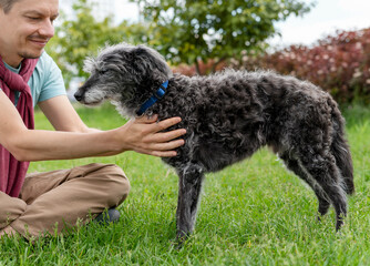 smiling young man petting his mixed breed gray fluffy senior dog bedlington terrier whippet on green grass pets adoption care and walking dog pet love