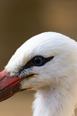 Detail of the eye of a white stork(Ciconia ciconia).