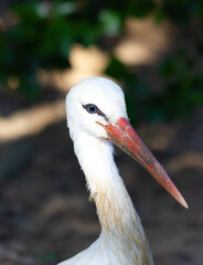 Portrait of a white stork (Ciconia ciconia).