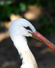 Detail of the head of a white stork(Ciconia ciconia).