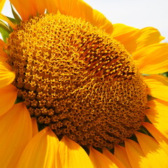 The Helianthus sunflower is a genus of plants in the Asteraceae family. Annual sunflower and tuberous sunflower. Agricultural field. Blooming bud with yellow petals. Furry leaves. Close up.