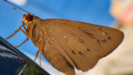 Selective focus view of red eye banana skipper or erionota thrax on window frame with blurred...