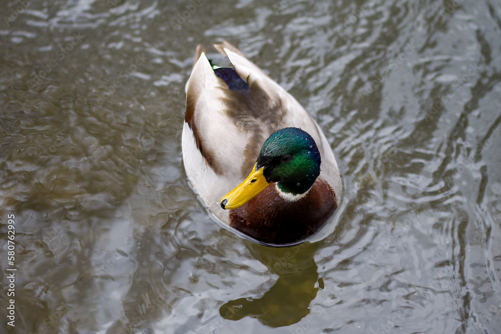 Canvas Prints male mallard duck with reflection in the water