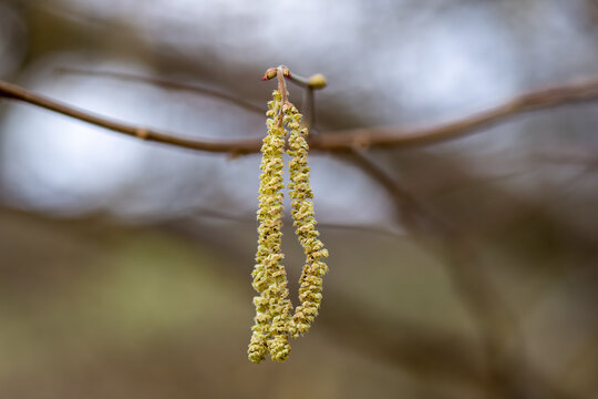 pale yellow catkins of the common hazel corylus avellana with a blurred background