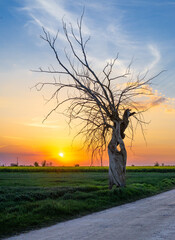 Fototapeta na wymiar dried treein sunset on field