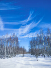 snow covered trees