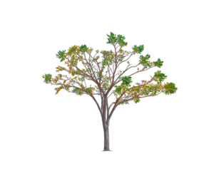 Silver Trumpet Tree Isolated on transparent background, png file