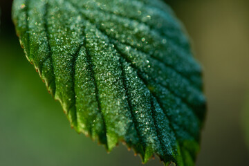 water drops on leaf