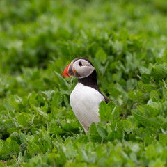 A Close up of a Puffin Bird