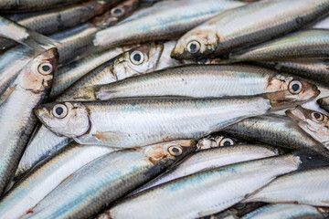 Fresh European sprats fish, known as bristling, brisling, garvie, garvock, Russian sardine, russlet, skipper or whitebait, is a species of small marine fish in the herring family Clupeidae, close up