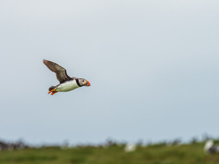Puffin Bird Flying in The Farnes