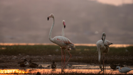 Fototapeta premium The greater flamingo (Phoenicopterus roseus)