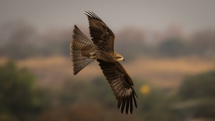 Black-eared Kite