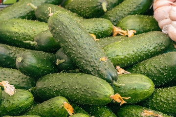 Fresh cucumbers in a farmer agricultural open air or street food market, seasonal healthy food. Concept of biological, bio products, bio ecology, grown by yourself, vegetarians, close up