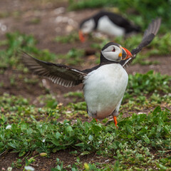Puffin Bird With a Sand Eeel