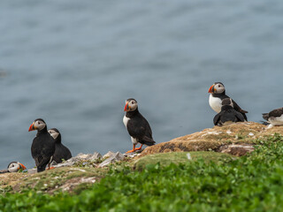 A Group of Puffin Bird