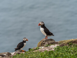 A Group of Puffin Bird