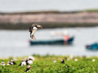 Puffin Bird Flying in the Farnes