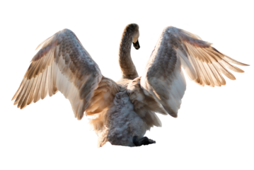 White fly swan with spread wings in PNG isolated on transparent background