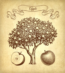 Apple tree and fruits ink sketches. - 580767768