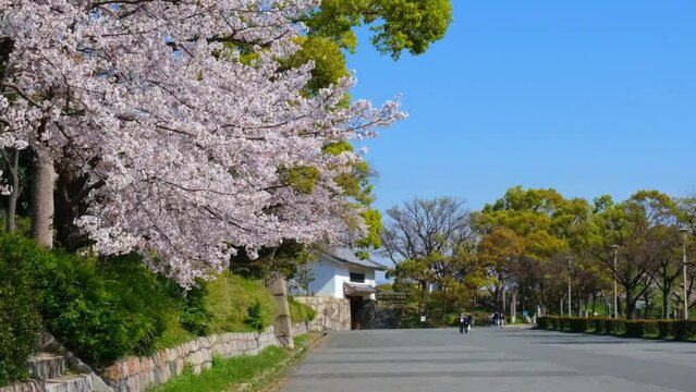  日本、桜、大阪、大阪城、公園、﻿天守閣、春の風景、日本の国花