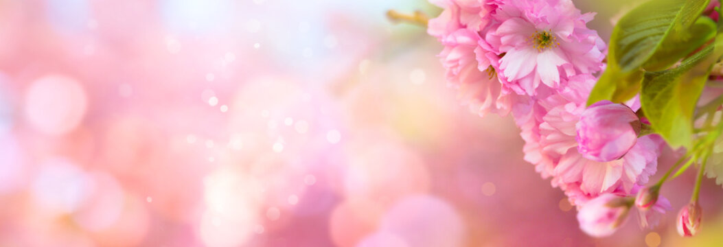 Spring floral border or background art with pink cherry blossom. Beautiful nature scene with blooming tree and sun flare