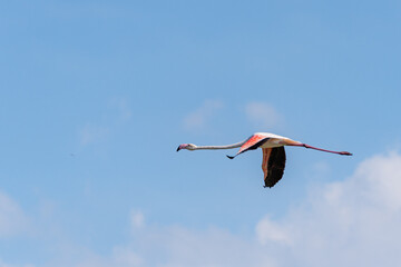 flamingo flying in the sky