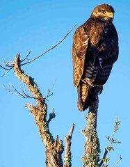 Tailed hawk perched on branch