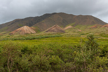 Denali Park, Alaska, USA - July 25, 2011: Brown Pyramid-like hills on green tundra. Bushes in...