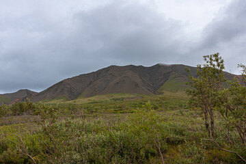 Denali Park, Alaska, USA - July 25, 2011: Wide green wilderness landscape with green vegetation, a brown rocky hill in the back, all under gray cloudscape
