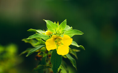 Ludwigia peruviana, with the common names Peruvian primrose-willow or Peruvian water primrose, is an aquatic