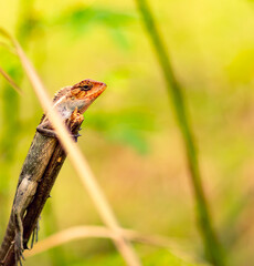 Photo of a Garden Lizard perched on a tree trunk.