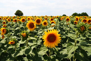 The Helianthus sunflower is a genus of plants in the Asteraceae family. Annual sunflower and...