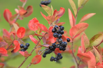 ブラックチョークベリーと紅葉した葉