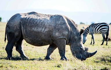 Fototapeta premium White Rhinos grazing in Kenya