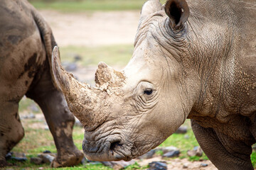 Obraz premium White Rhinos grazing in Kenya